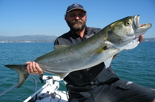 Großer Bluefish, Küste von Spanien